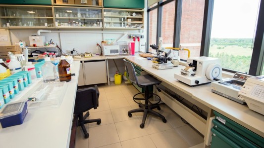 Cáncer de hígado: científicos argentinos destacan el rol de la epigenética para futuras terapias