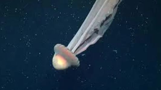 Expedición científica halló una medusa gigante en el Mar Argentino
