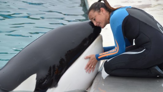 Murió Kshamenk, la orca rescatada, rehabilitada y cuidada durante más de 30 años en Mundo Marino