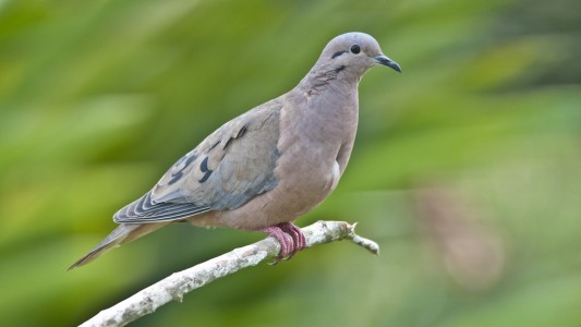 Avanza con media sanción el proyecto para declarar plaga a la paloma torcaza por su impacto en los cultivos