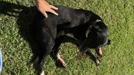 Indignación en Ricardone, mataron de un disparo a una perra comunitaria