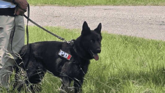 Destacada actuación de perros detectores de PDI en un campeonato nacional