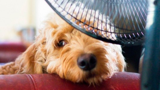 Cuidar a tu mascota en verano: consejos para proteger su salud y bienestar