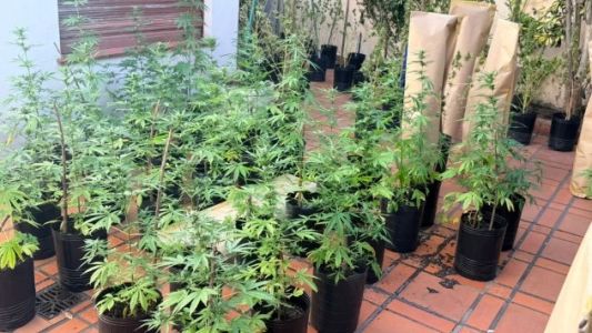 Detuvieron a un hombre que quiso robar marihuana en una casa con más de 100 plantas en Parque Chacabuco