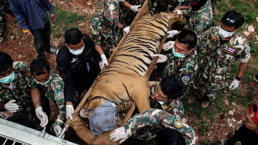 Mueren varios tigres en Tailandia: descartan riesgo para los humanos