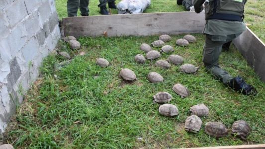 Rafaela: Gendarmería rescató 150 tortugas y 100 loros que viajaban ocultos en un camión