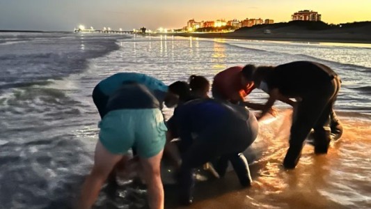 San Clemente del Tuyú: rescataron a un zifio varado, una especie de cetáceo muy poco frecuente