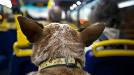 Mascotas podrán acompañar a sus dueños en transporte terrestre de larga distancia
