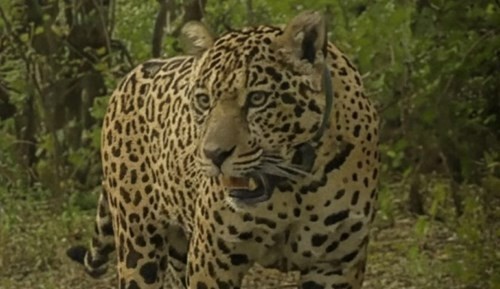 Ofrecen $250 millones como recompensa para localizar a la yaguareté Acaí