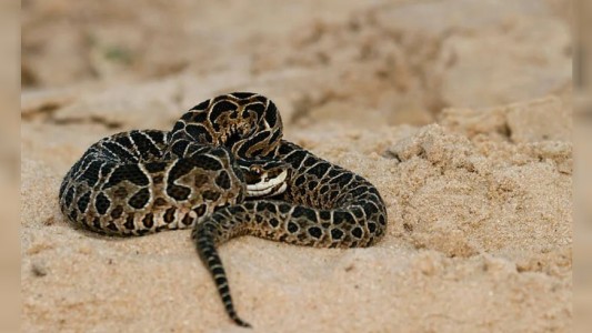 Cipolletti: murió un hombre tras ser mordido por una yarará