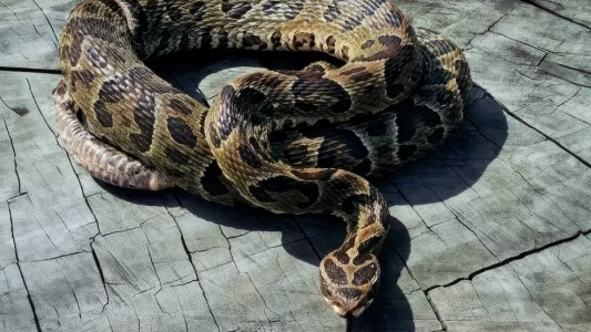 Alerta en Entre Ríos: aumentaron un 75% las mordeduras de serpientes yarará en 2025