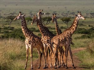 Jirafas y humanos: la sorprendente similitud en el cuello que explica la ciencia