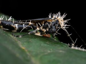 Hongos que controlan insectos: el fenómeno natural que estudia la ciencia