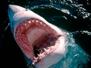 Tiburones en la Tierra antes que los árboles: qué dice la ciencia sobre uno de los animales más antiguos del planeta