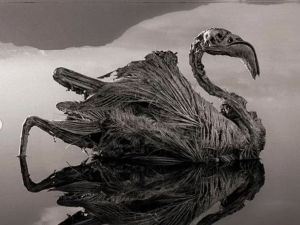 El lago de África que “convierte animales en piedra”: qué hay de cierto detrás del fenómeno