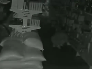 Robaron una química en la madrugada: el delincuente sustrajo los perfumes más costosos