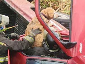 Rescataron una perra atrapada en una camioneta en la autopista Rosario-Córdoba