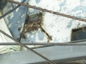 Barrio Refinería: vecinos denunciaron un panal de abejas