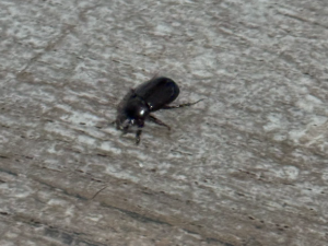 Invasión de cascarudos: especialistas advierten sobre desequilibrio ecológico