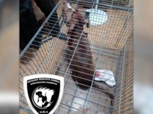 El pitbull que atacó a la nena de seis años se encuentra en estado crítico