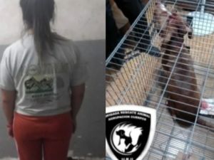 Un pitbull atacó a una nena de seis años y terminó hospitalizada