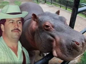 Colombia autoriza el sacrificio de 80 hipopótamos “de la cocaína” que introdujo Pablo Escobar