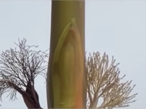 Conmoción en Federación por la aparición de una imagen de la Virgen en una palmera