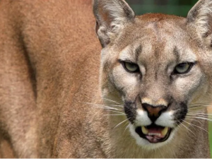 Rescataron un puma en Monje y lo devolvieron a su hábitat