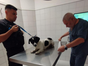 Detienen a un hombre por maltrato animal