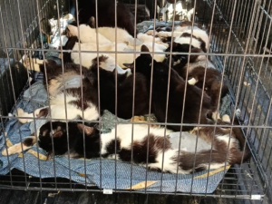 Zona noroeste: el municipio intervino y rescató 33 gatos en condiciones de abandono