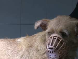 Balearon a un perro en zona norte