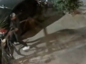 Quebró un árbol para robar una bici