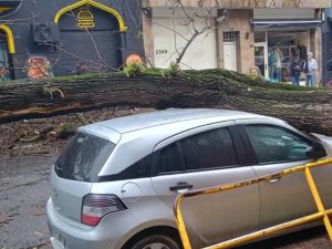 Un árbol de gran porte cayó sobre un auto estacionado