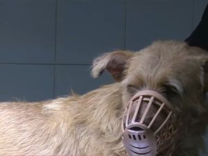 Perro baleado: sigue internado, lograron extraer una de las cinco balas y evalúan su evolución