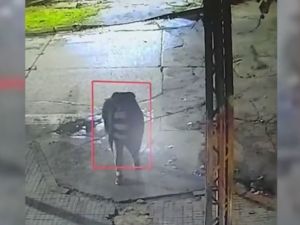 Rompieron el vidrio de un minimarket: se trata del séptimo robo en menos de un año