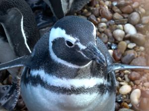15 pingüinos regresaron al mar después de meses de rehabilitación en la costa bonaerense