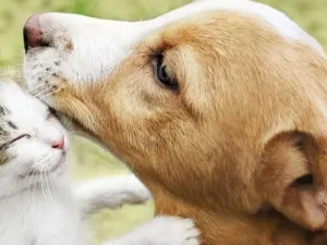 Día del Animal: crece la salud pública con el nuevo hospital municipal