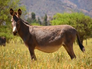 Innovación en lácteos: apuestan a la leche de burra como opción nutricional