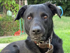 Buscan a Moco, una mascota perdida en Rosario
