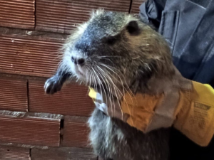 Rescataron a una nutria en zona sudoeste