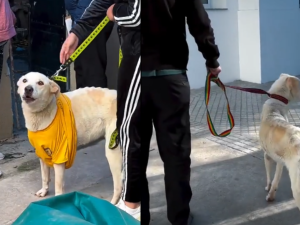 Rescataron a Lobo, un perro desnutrido y atado en una casa