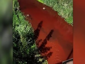 Contaminación ambiental en Casilda: el arroyo Candelaria apareció teñido de rojo
