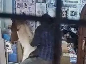 Robo insólito en Miramar: entraron a un kiosco a caballo y huyeron con mercadería