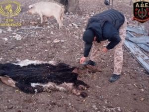 Chubut: investigan una banda que comercializaba carne faenada