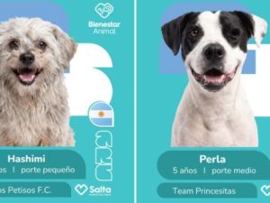 La campaña de adopción de perros con temática mundialista genera impacto en Salta
