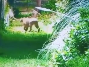 Alarma en Escobar por la aparición de un puma en un barrio privado: refuerzan operativos y piden precaución