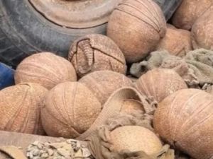 Rescate y liberación de 20 quirquinchos "bola" en Jujuy