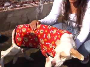 Ámbar: la perrita rescatada en Empalme Graneros busca una familia