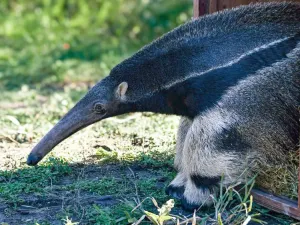 Reinsertaron en su hábitat a un oso hormiguero gigante, un aguará guazú y especies silvestres recuperadas
