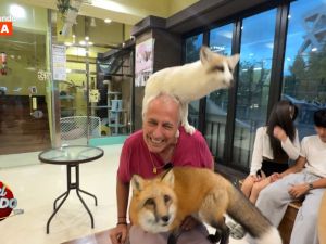 Café con animales en Corea: mapaches, suricatas, zorros y una experiencia que sorprendió a todos